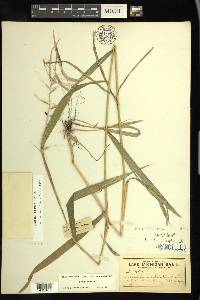 Elymus hystrix image