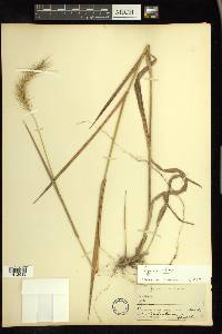 Elymus villosus image