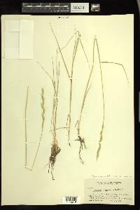 Elymus lanceolatus subsp. riparius image