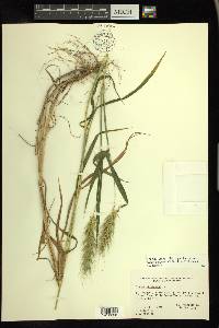 Elymus macgregorii image