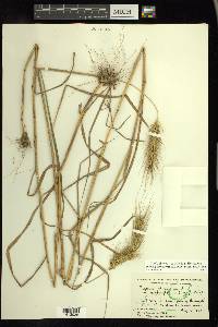 Elymus glabriflorus image