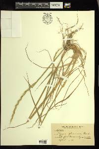 Elymus glaucus image