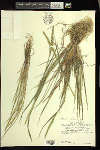 Elymus violaceus image