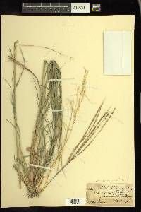 Enteropogon chlorideus image