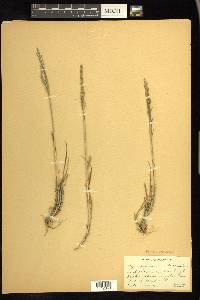 Elymus violaceus image