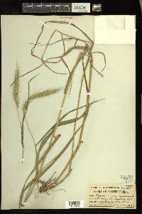 Elymus riparius image