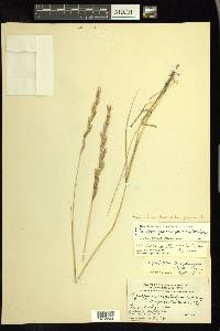 Elymus lanceolatus subsp. psammophilus image