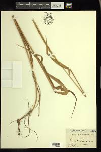 Elymus glaucus image