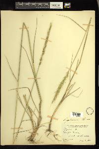 Elymus glaucus image