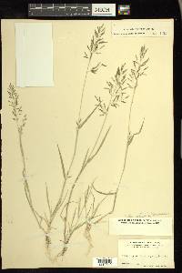 Eragrostis barrelieri image