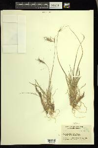 Elymus scribneri image