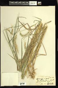 Elymus riparius image