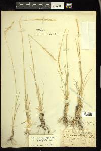 Elymus lanceolatus image