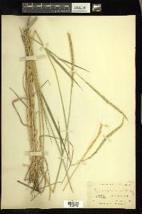 Elymus glaucus image