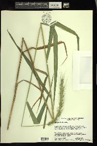 Elymus riparius image