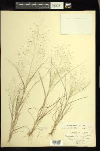 Eragrostis capillaris image