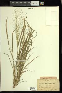 Eragrostis capillaris image