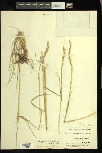 Elymus lanceolatus image