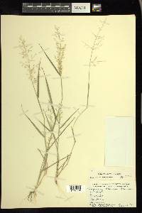 Eragrostis barrelieri image