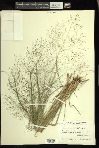 Eragrostis capillaris image