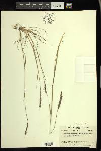 Elymus violaceus image