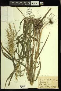 Elymus hystrix image