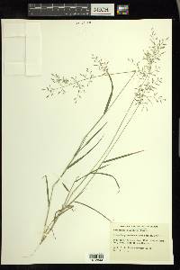 Eragrostis barrelieri image