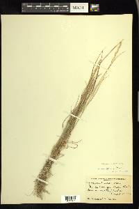 Elymus macrourus image