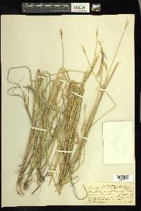 Elymus glaucus image