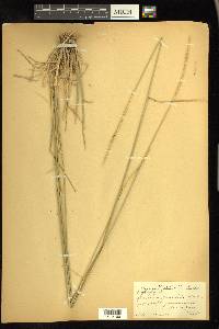 Elymus glaucus image