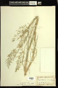 Eragrostis barrelieri image