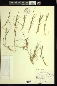 Elymus violaceus image