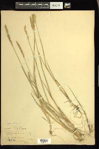 Elymus violaceus image