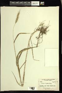 Elymus riparius image