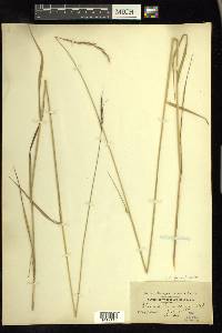 Elymus glaucus image