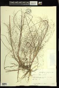 Eragrostis capillaris image