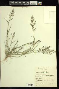 Eragrostis barrelieri image