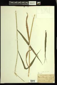 Elymus hystrix image