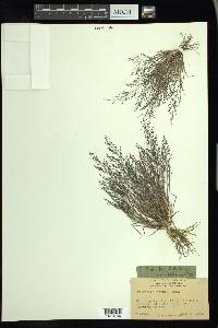 Eragrostis frankii image