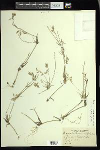 Eragrostis reptans image