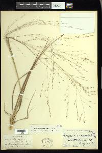 Eragrostis refracta image