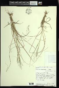 Eragrostis intermedia image