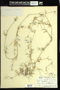 Eragrostis reptans image