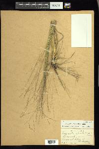 Eragrostis refracta image