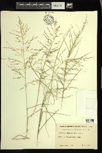 Eragrostis curtipedicellata image