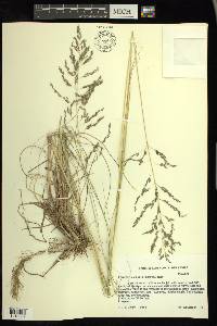 Eragrostis curvula image