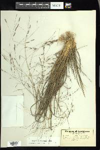 Eragrostis refracta image