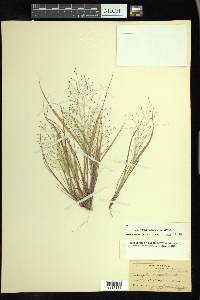 Eragrostis frankii image