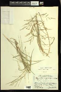 Eragrostis curtipedicellata image