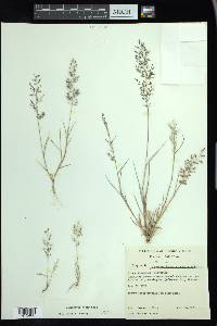 Eragrostis minor image